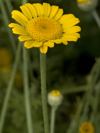 Anthemis Tinctoria, Golden Marguerite Or Yellow Chamomile by Stephen Sharnoff Pricing Limited Edition Print image