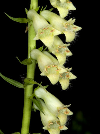 Flowers Of Digitalis Lutea, La Digitale Jaune, Small Yellow Foxglove by Stephen Sharnoff Pricing Limited Edition Print image