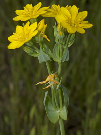 Blackstonia Perfoliata, Or Yellow-Wort by Stephen Sharnoff Pricing Limited Edition Print image