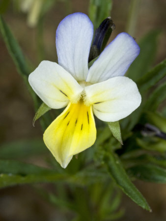 Close-Up Of A Flower Of Viola Arvensis, Or Field Pansy by Stephen Sharnoff Pricing Limited Edition Print image