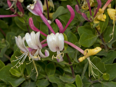 Flowers Of Lonicera Etrusca, Or Etruscan Honeysuckle by Stephen Sharnoff Pricing Limited Edition Print image