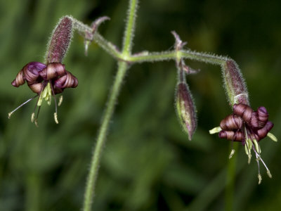 Tiny Flowers Of A Species Of Silene, A Campion Or Catchfly by Stephen Sharnoff Pricing Limited Edition Print image