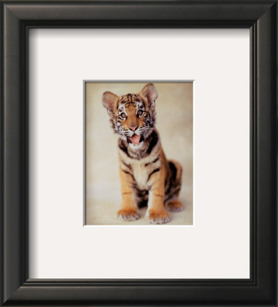 Tiger-Ific by Rachael Hale Pricing Limited Edition Print image