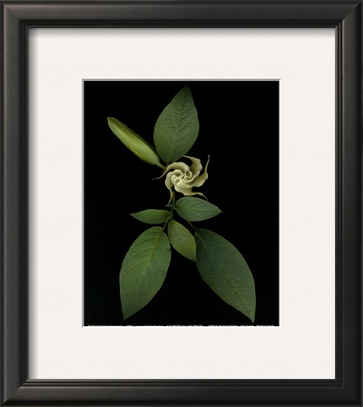 Baby Trumpet by Rosemarie Stanford Pricing Limited Edition Print image