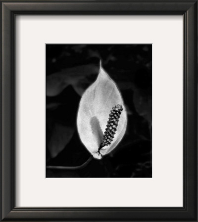 Peace Lily by Harold Silverman Pricing Limited Edition Print image