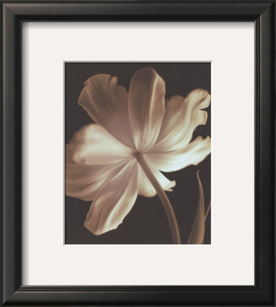 Champagne Tulip Ii by Charles Britt Pricing Limited Edition Print image