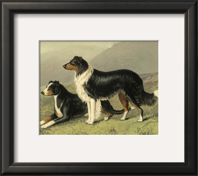 Sheep Dogs by Vero Shaw Pricing Limited Edition Print image