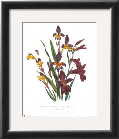 Sphoerospora Imbricata by Jane W. Loudon Pricing Limited Edition Print image