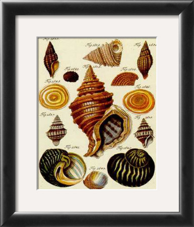 Conchylien Cabinet Iii by W. Martini Pricing Limited Edition Print image