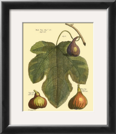 Fig Leaf Ii by Langley Pricing Limited Edition Print image