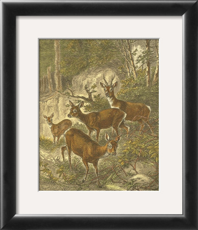 Small Roe Deer by Friedrich Specht Pricing Limited Edition Print image