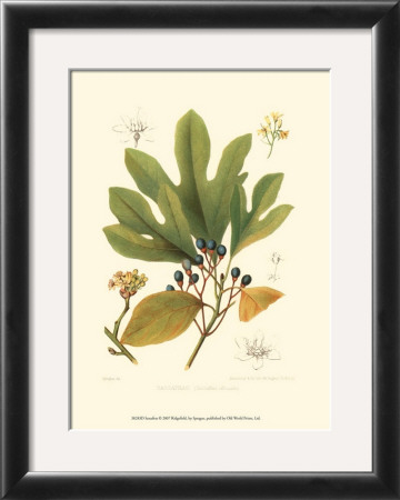 Sassafras by Sprague Pricing Limited Edition Print image