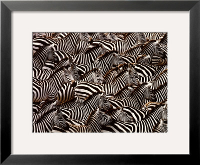 Zebras, Kenya by Art Wofe Pricing Limited Edition Print image