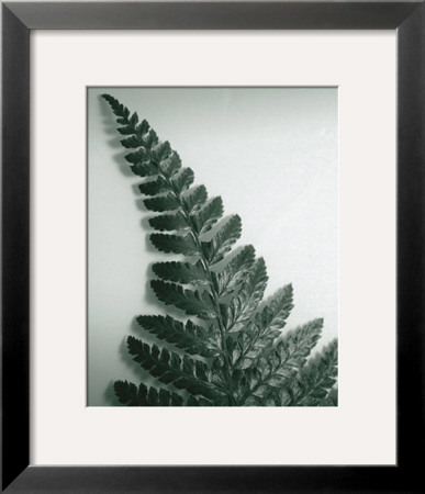 Fern Leaf I by Boyce Watt Pricing Limited Edition Print image