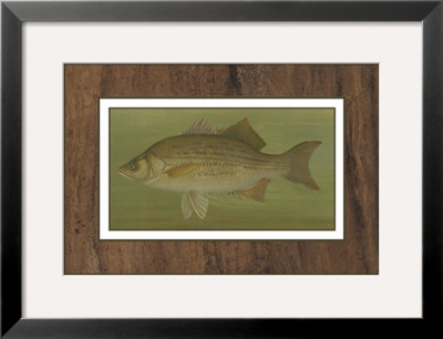 White Or Silver Bass by Harris Pricing Limited Edition Print image