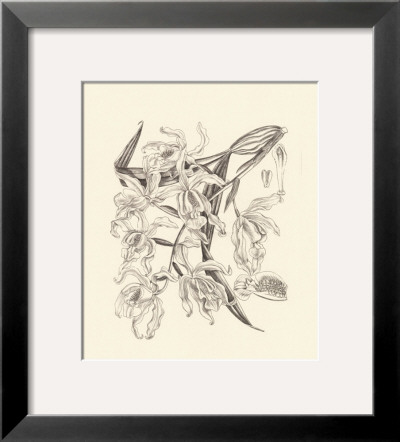 Black And White Curtis Orchid Ii by Samuel Curtis Pricing Limited Edition Print image