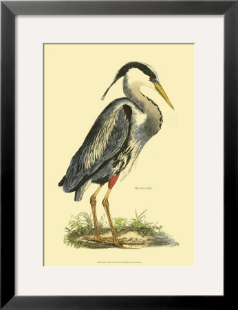 Great Blue Heron by Prideaux John Selby Pricing Limited Edition Print image