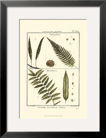 Fern Classification I by Denis Diderot Pricing Limited Edition Print image