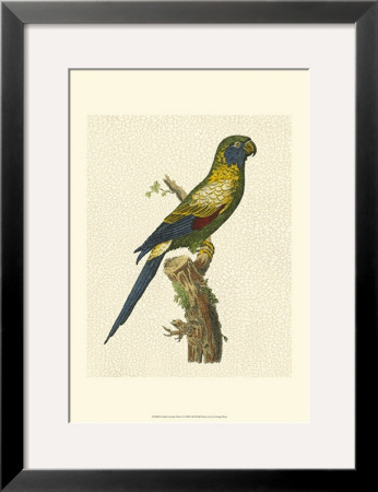 Crackled Antique Parrot I by George Shaw Pricing Limited Edition Print image