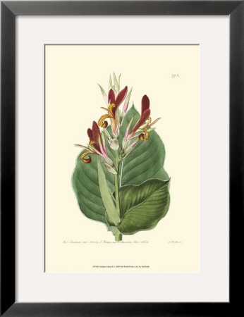Antique Canna Ii by Van Houtt Pricing Limited Edition Print image