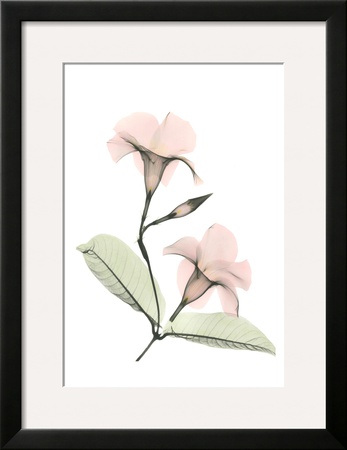 Mandelilla by Albert Koetsier Pricing Limited Edition Print image