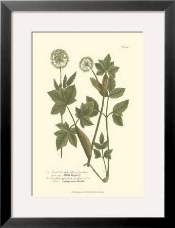 Leaves Iv by Johann Wilhelm Weinmann Pricing Limited Edition Print image