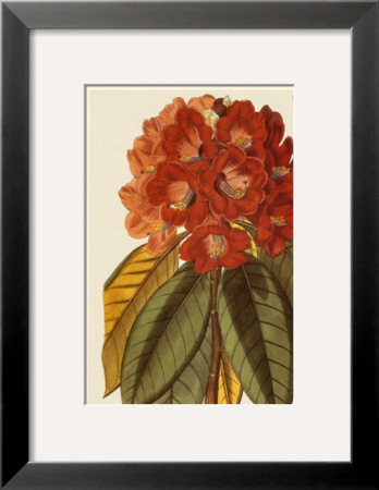 Radiant Rhododendron by Robert Sweet Pricing Limited Edition Print image