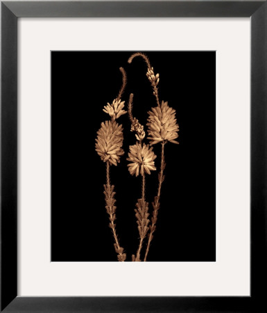 Heather by Joyce Tenneson Pricing Limited Edition Print image