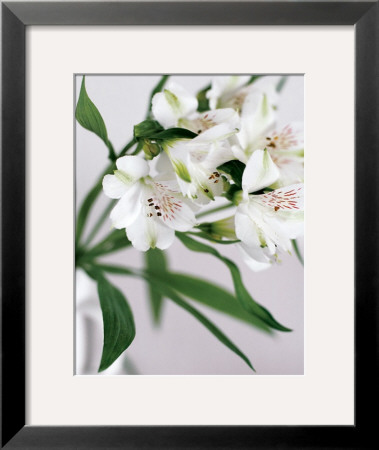 White Alstroemeria by Caroline Purday Pricing Limited Edition Print image