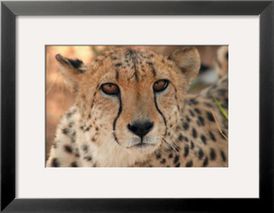 Cheetah by Keith Levit Pricing Limited Edition Print image