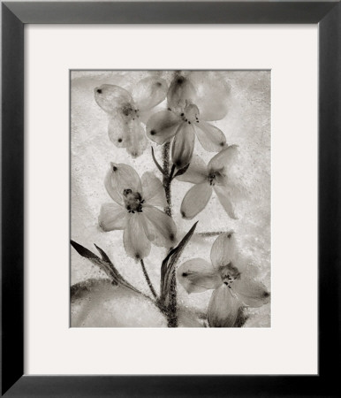Glass Petals by Ryuijie Pricing Limited Edition Print image