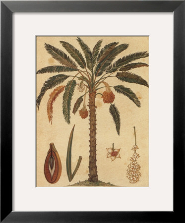 Datenut Palm by Rebecca Pricing Limited Edition Print image