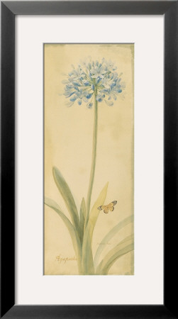 Botanical Agapanthus by Danhui Nai Pricing Limited Edition Print image