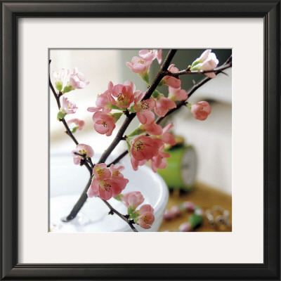Appletree Branch by Eulenburg Pricing Limited Edition Print image
