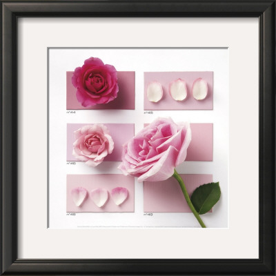 Powder Rose by Louis Gaillard Pricing Limited Edition Print image