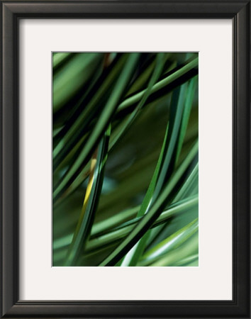Carex by Marc Ayrault Pricing Limited Edition Print image