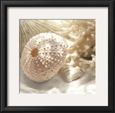 Coral Shell I by Donna Geissler Pricing Limited Edition Print image