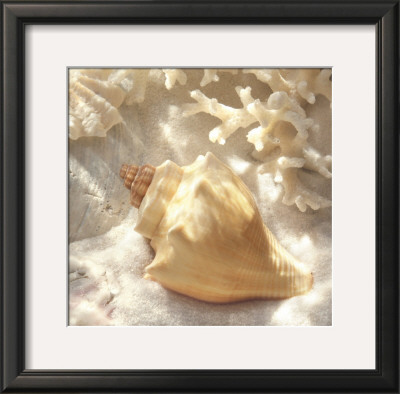Coral Shell Iv by Donna Geissler Pricing Limited Edition Print image