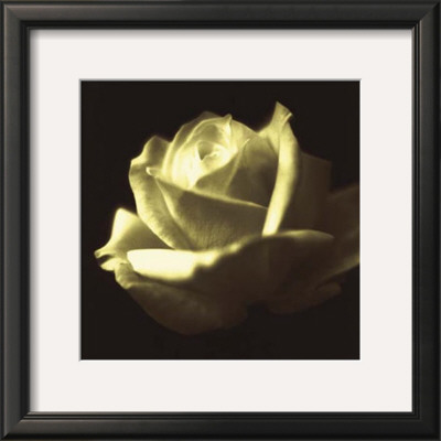 Rose Impression Ii by Jane Ann Butler Pricing Limited Edition Print image