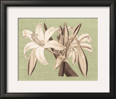 Regence Lily Iv by Sarah E. Chilton Pricing Limited Edition Print image