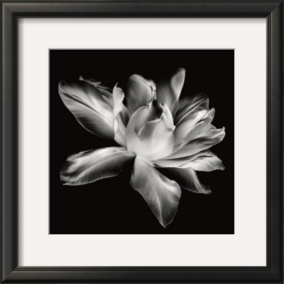 Radiant Tulip I by Donna Geissler Pricing Limited Edition Print image
