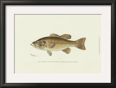 Large-Mouthed Black Bass by Denton Pricing Limited Edition Print image