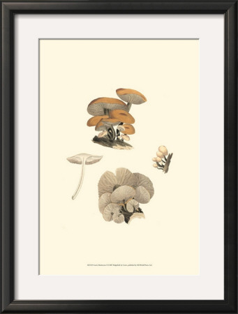 Curtis Mushrooms I by Samuel Curtis Pricing Limited Edition Print image
