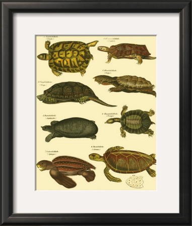 Oken Tortoise by Lorenz Oken Pricing Limited Edition Print image