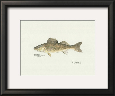 Walleye Fish by Ron Pittard Pricing Limited Edition Print image