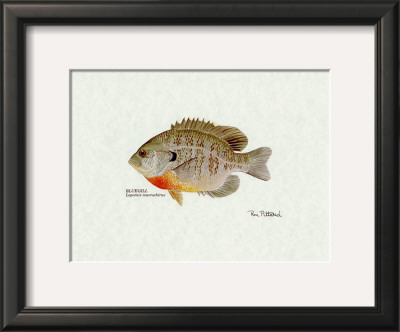Bluegill Fish by Ron Pittard Pricing Limited Edition Print image