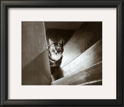 Cat In The Stairs by Marie Babey Pricing Limited Edition Print image