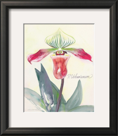 Pomegranate Orchid by Elissa Della-Piana Pricing Limited Edition Print image