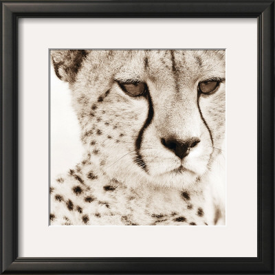 Cheetah Pattern by Frank & Susann Parker Pricing Limited Edition Print image