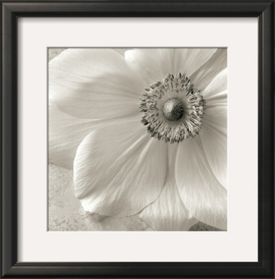 Poppy Study Ii by Sondra Wampler Pricing Limited Edition Print image